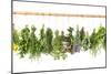 Fresh Herbs Hanging Isolated on White. Basil, Rosemary, Thyme, Mint-LiliGraphie-Mounted Photographic Print