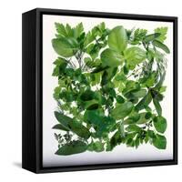 Fresh Herbs in Square-Barbara Bonisolli-Framed Stretched Canvas