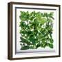 Fresh Herbs in Square-Barbara Bonisolli-Framed Photographic Print