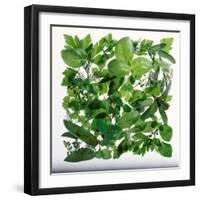 Fresh Herbs in Square-Barbara Bonisolli-Framed Photographic Print