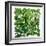 Fresh Herbs in Square-Barbara Bonisolli-Framed Photographic Print