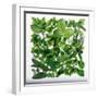 Fresh Herbs in Square-Barbara Bonisolli-Framed Photographic Print