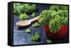 Fresh Kale in a Red Pot on a Dark Background-Jana Ihle-Framed Stretched Canvas