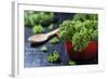 Fresh Kale in a Red Pot on a Dark Background-Jana Ihle-Framed Photographic Print