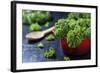 Fresh Kale in a Red Pot on a Dark Background-Jana Ihle-Framed Photographic Print