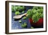 Fresh Kale in a Red Pot on a Dark Background-Jana Ihle-Framed Photographic Print