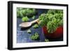 Fresh Kale in a Red Pot on a Dark Background-Jana Ihle-Framed Photographic Print