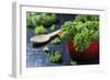 Fresh Kale in a Red Pot on a Dark Background-Jana Ihle-Framed Photographic Print