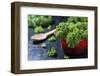 Fresh Kale in a Red Pot on a Dark Background-Jana Ihle-Framed Photographic Print