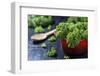 Fresh Kale in a Red Pot on a Dark Background-Jana Ihle-Framed Photographic Print