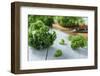 Fresh Kale on Gray Wooden Table-Jana Ihle-Framed Photographic Print