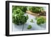 Fresh Kale on Gray Wooden Table-Jana Ihle-Framed Photographic Print