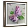 Fresh Lavender Blooms-Sarah Gardner-Framed Art Print