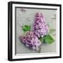 Fresh Lavender Blooms-Sarah Gardner-Framed Art Print