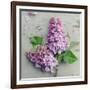 Fresh Lavender Blooms-Sarah Gardner-Framed Art Print