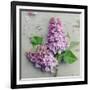 Fresh Lavender Blooms-Sarah Gardner-Framed Art Print