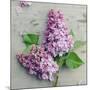 Fresh Lavender Blooms-Sarah Gardner-Mounted Art Print
