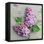 Fresh Lavender Blooms-Sarah Gardner-Framed Stretched Canvas