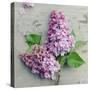 Fresh Lavender Blooms-Sarah Gardner-Stretched Canvas