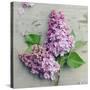 Fresh Lavender Blooms-Sarah Gardner-Stretched Canvas