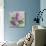 Fresh Lavender Blooms-Sarah Gardner-Art Print displayed on a wall