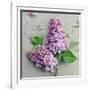 Fresh Lavender Blooms-Sarah Gardner-Framed Art Print