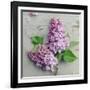 Fresh Lavender Blooms-Sarah Gardner-Framed Art Print