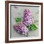 Fresh Lavender Blooms-Sarah Gardner-Framed Art Print