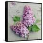 Fresh Lavender Blooms-Sarah Gardner-Framed Stretched Canvas