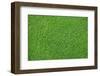 Fresh Lawn Grass-idizimage-Framed Photographic Print