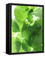Fresh Lemon Balm-Axel Weiss-Framed Stretched Canvas