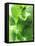 Fresh Lemon Balm-Axel Weiss-Framed Stretched Canvas