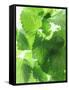 Fresh Lemon Balm-Axel Weiss-Framed Stretched Canvas