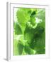 Fresh Lemon Balm-Axel Weiss-Framed Photographic Print