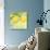 Fresh Lemons-Martha Negley-Stretched Canvas displayed on a wall