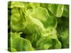 Fresh Lettuce-Kai Stiepel-Stretched Canvas