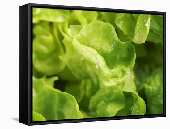 Fresh Lettuce-Kai Stiepel-Framed Stretched Canvas