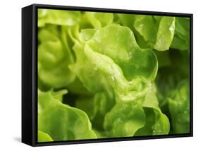 Fresh Lettuce-Kai Stiepel-Framed Stretched Canvas