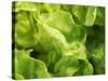 Fresh Lettuce-Kai Stiepel-Stretched Canvas