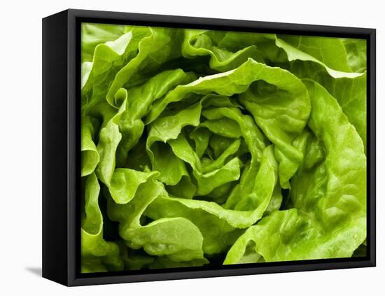 Fresh Lettuce-Greg Elms-Framed Stretched Canvas