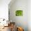 Fresh Lettuce-Greg Elms-Stretched Canvas displayed on a wall