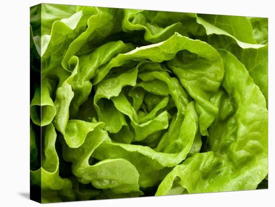Fresh Lettuce-Greg Elms-Stretched Canvas