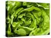 Fresh Lettuce-Greg Elms-Stretched Canvas