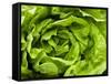 Fresh Lettuce-Greg Elms-Framed Stretched Canvas