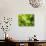 Fresh Lettuce-Kai Stiepel-Photographic Print displayed on a wall