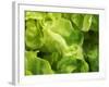 Fresh Lettuce-Kai Stiepel-Framed Photographic Print