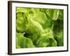 Fresh Lettuce-Kai Stiepel-Framed Photographic Print