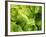 Fresh Lettuce-Kai Stiepel-Framed Photographic Print