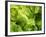 Fresh Lettuce-Kai Stiepel-Framed Photographic Print