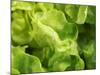 Fresh Lettuce-Kai Stiepel-Mounted Photographic Print